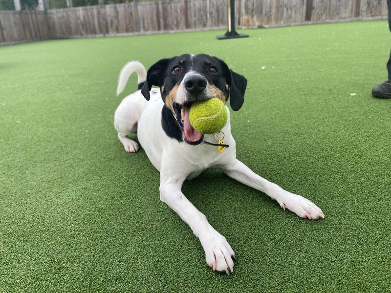 Beagle for adoption in Glasgow, Scotland – 7 years old