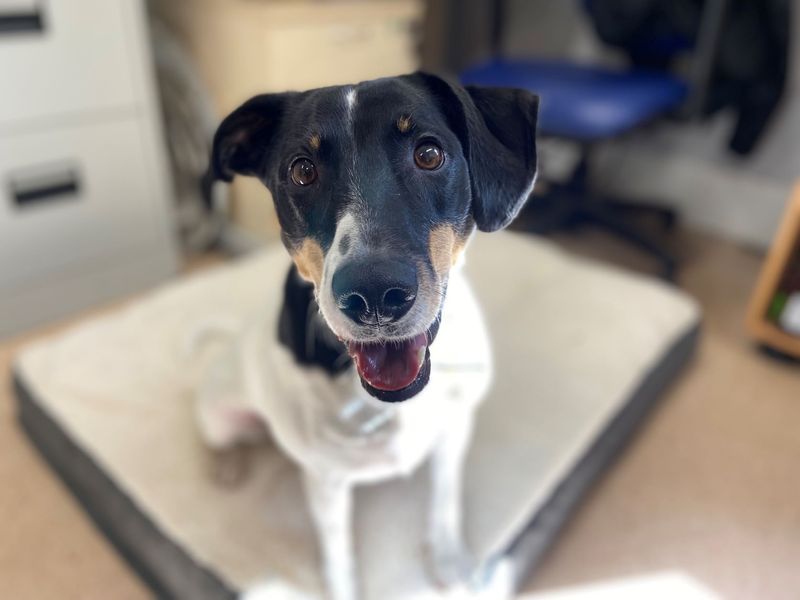 Jack Russell Terrier for adoption in Glasgow, Scotland – 8 years old - Image 10 of 10