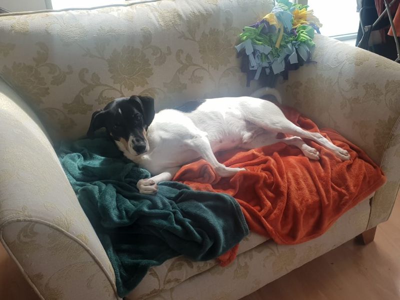 Jack Russell Terrier for adoption in Glasgow, Scotland – 8 years old - Image 4 of 10