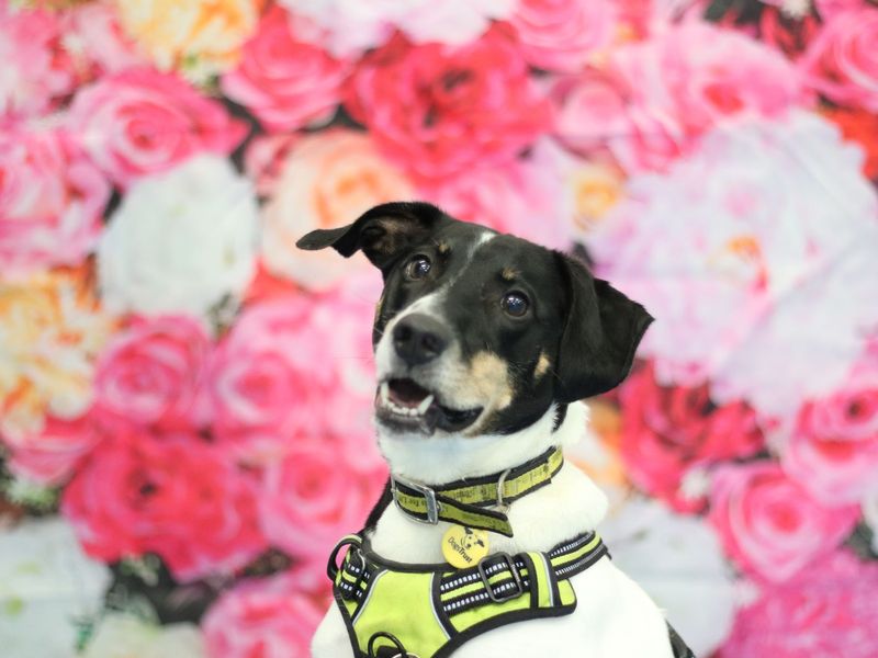 Jack Russell Terrier for adoption in Glasgow, Scotland – 8 years old - Image 6 of 10