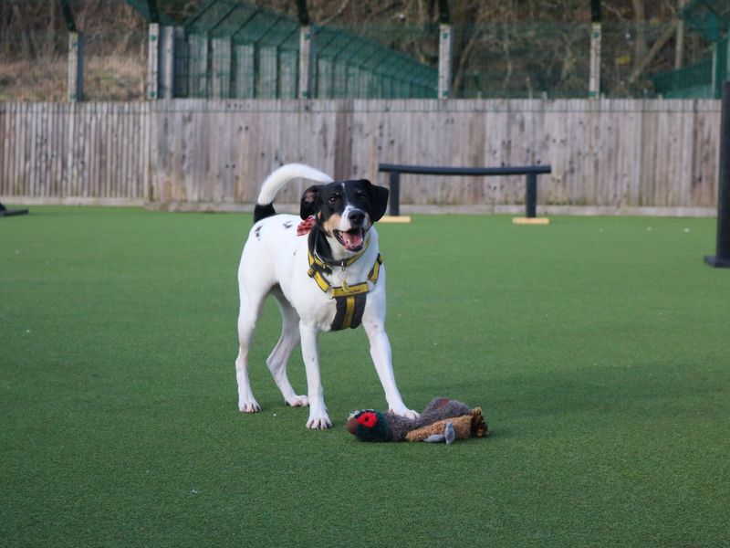 Beagle for adoption in Glasgow, Scotland – 7 years old - Image 4 of 10