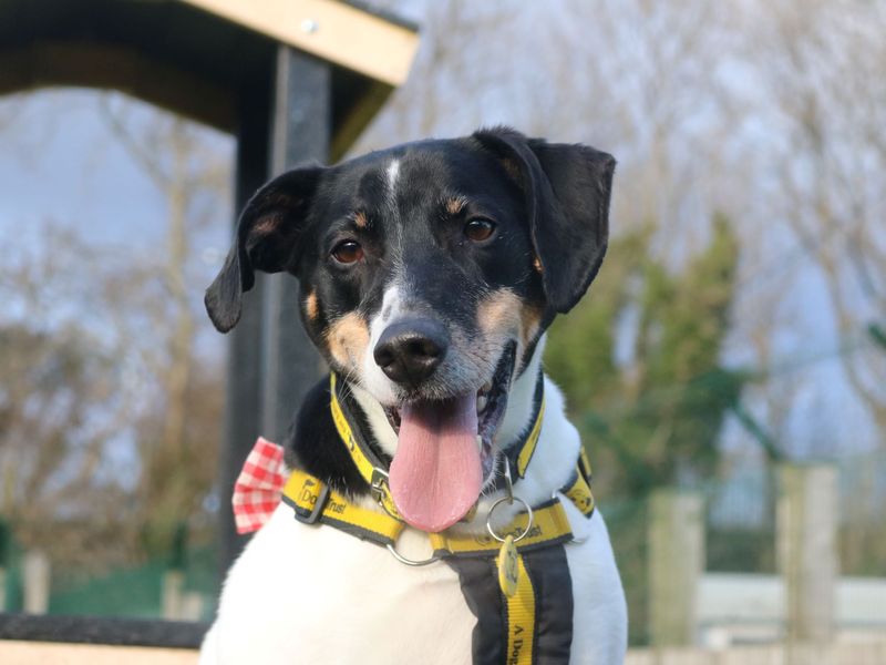 Beagle for adoption in Glasgow, Scotland – 7 years old - Image 9 of 10