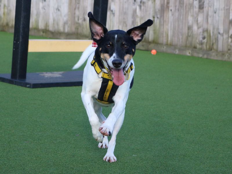 Beagle for adoption in Glasgow, Scotland – 7 years old - Image 8 of 10