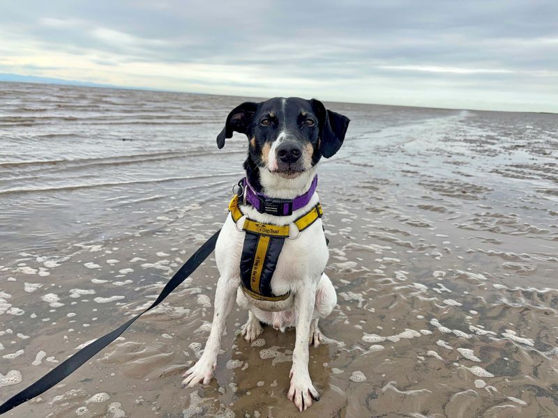 Beagle for adoption in Glasgow, Scotland – 7 years old - Image 10 of 10