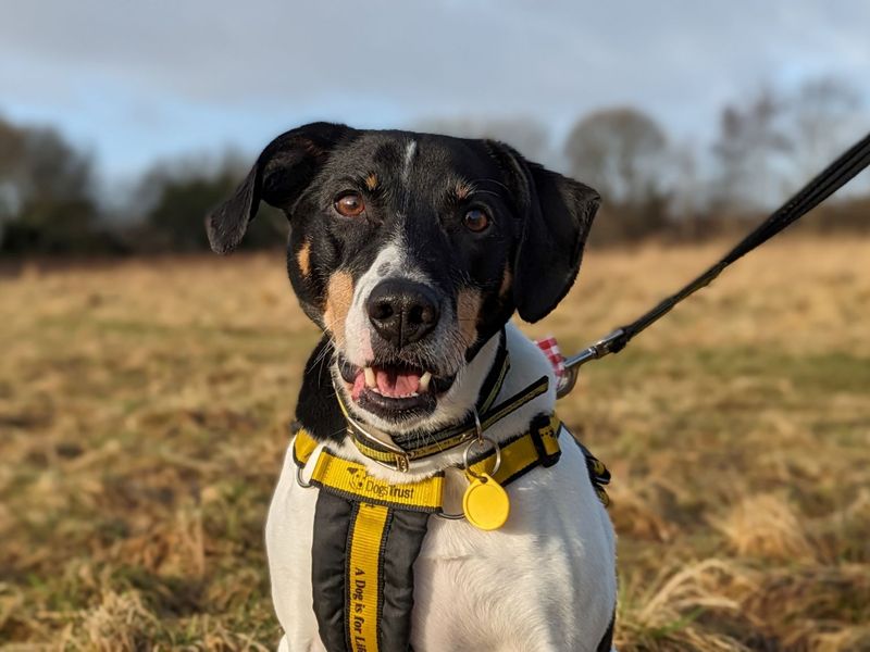 Beagle for adoption in Glasgow, Scotland – 7 years old - Image 7 of 10