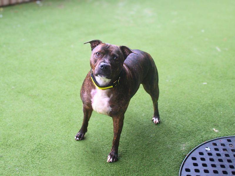 Rosie - Image 3 of 3