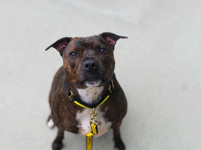 Staffordshire Bull Terrier for adoption in Manchester, Greater Manchester – 5 years old