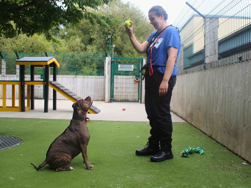 Rosie - Image 2 of 3