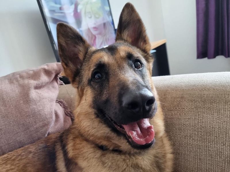 German Shepherd for adoption in Snetterton, Norfolk – 5 years old - Image 10 of 10