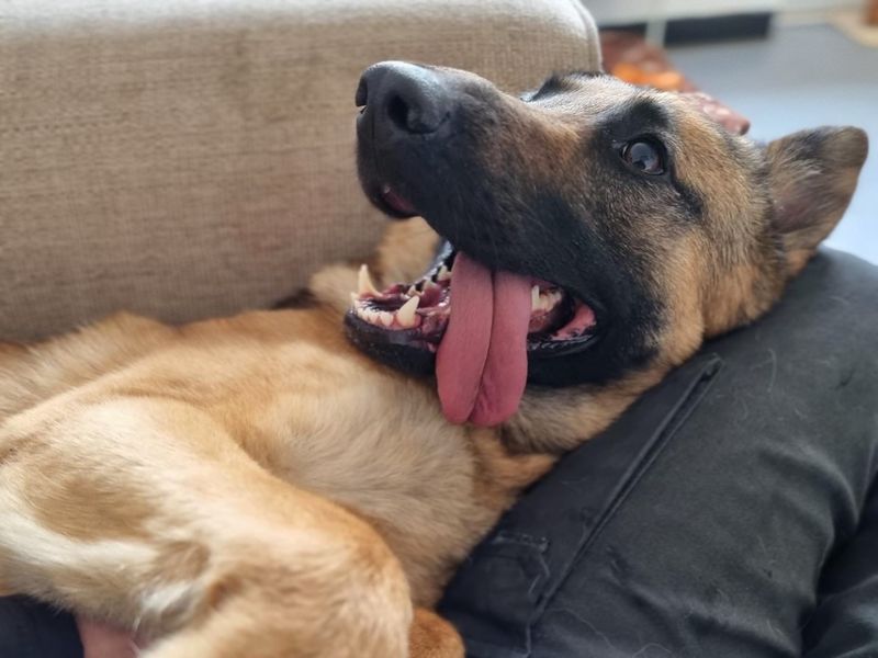 German Shepherd puppies for sale in Snetterton – 4 years old