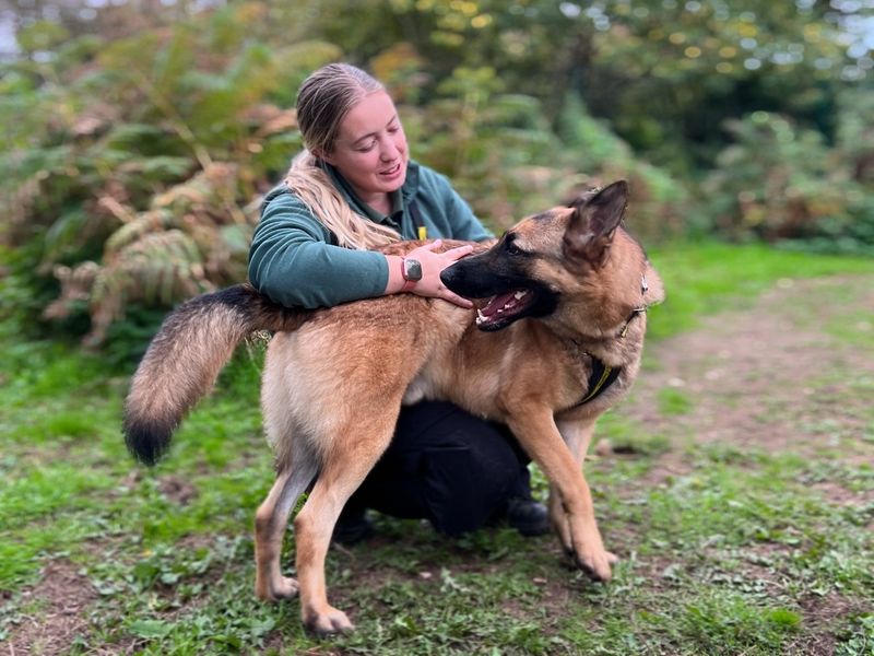 German Shepherd for adoption in Snetterton, Norfolk – 5 years old - Image 1 of 10