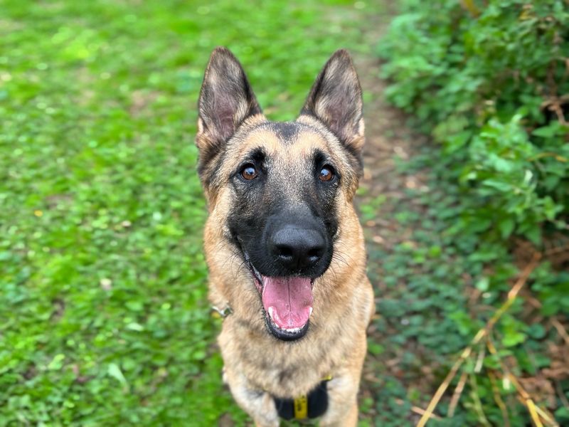 German Shepherd for adoption in Snetterton, Norfolk – 5 years old - Image 3 of 10