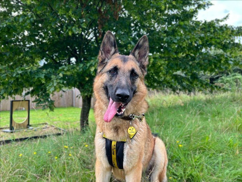 German Shepherd for adoption in Snetterton, Norfolk – 5 years old - Image 8 of 10