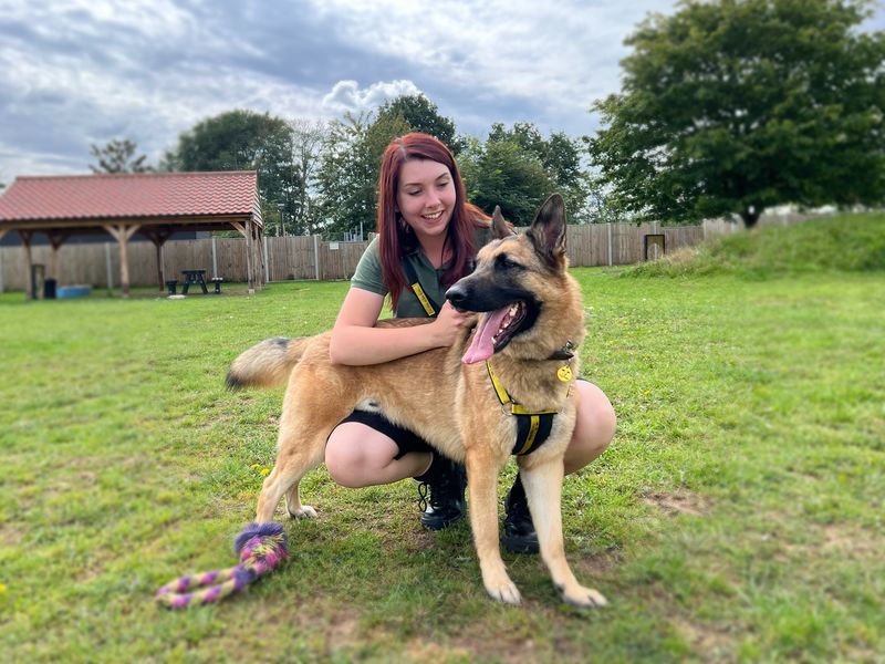 German Shepherd for adoption in Snetterton, Norfolk – 5 years old - Image 6 of 10