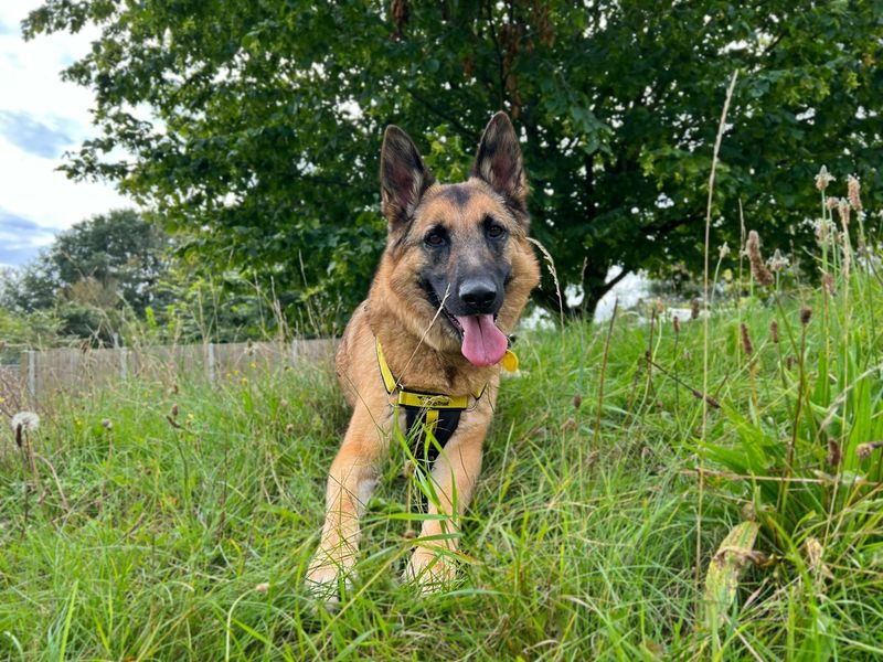 German Shepherd for adoption in Snetterton, Norfolk – 5 years old - Image 2 of 10
