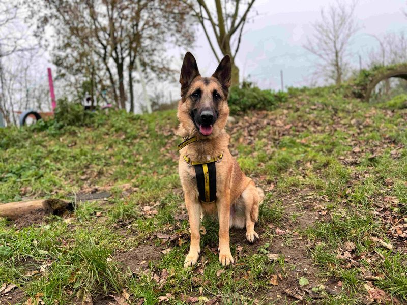 German Shepherd for adoption in Snetterton, Norfolk – 5 years old - Image 7 of 10