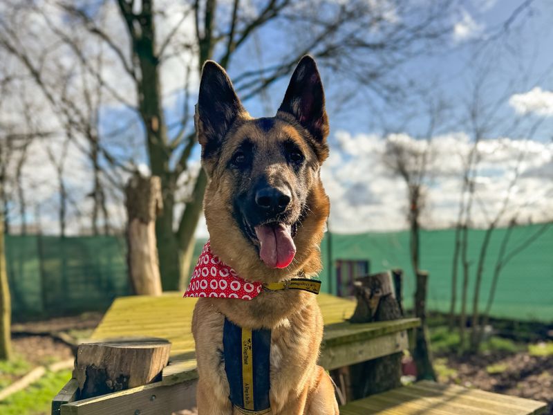 German Shepherd for adoption in Snetterton, Norfolk – 5 years old - Image 9 of 10