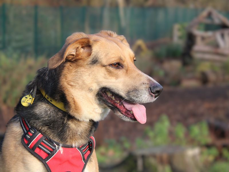 German Shepherd Dogs And Puppies For Adoption