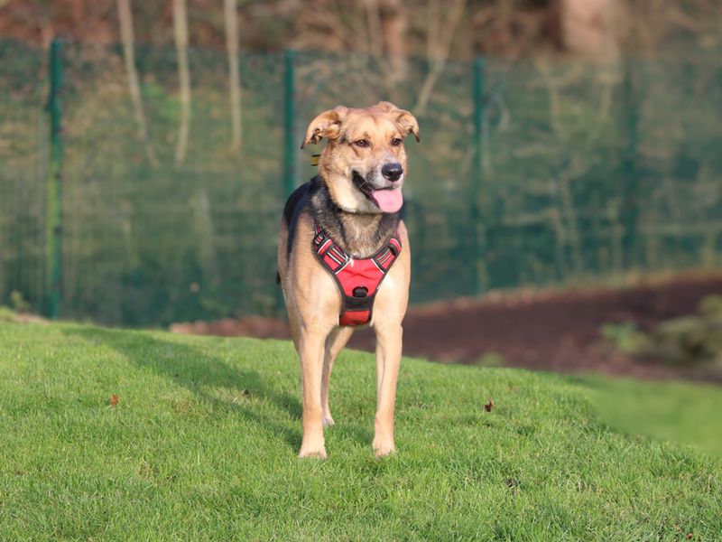 German Shepherd for adoption in Liverpool, Merseyside – 6 years old - Image 3 of 4