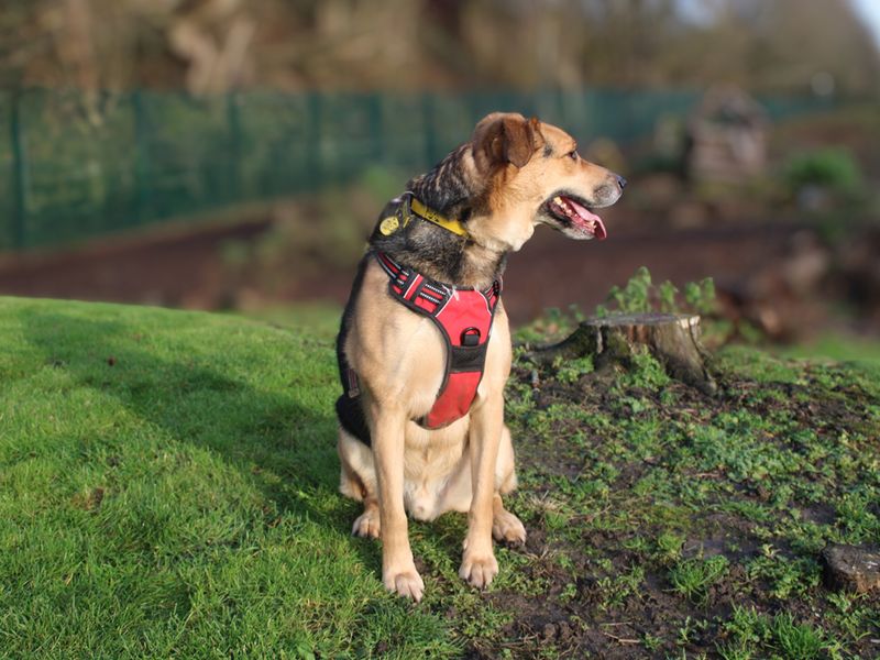 German Shepherd for adoption in Liverpool, Merseyside – 6 years old - Image 4 of 4