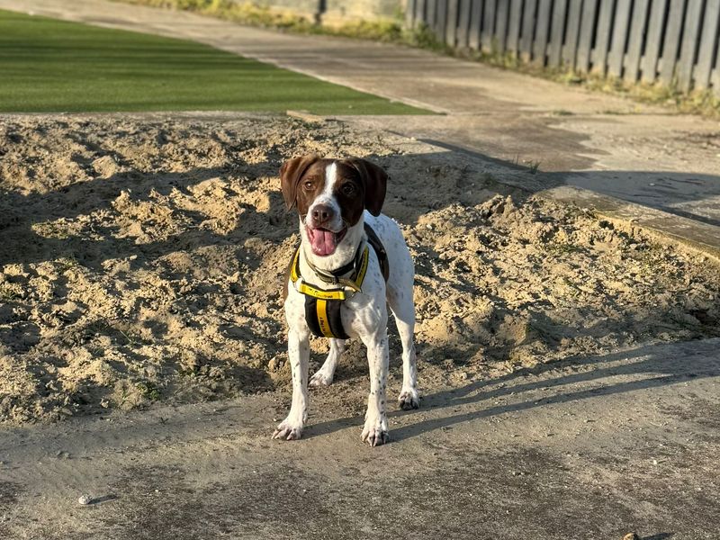 Springer Spaniel Dogs And Puppies For Adoption