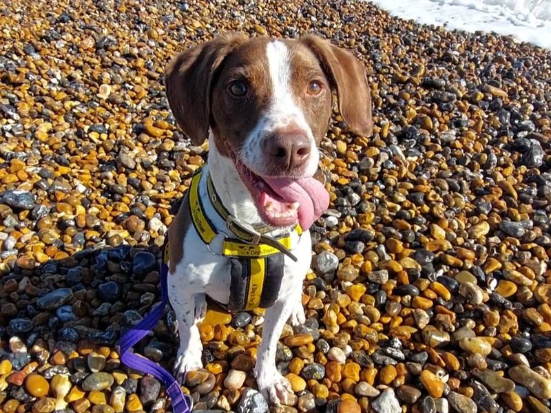 Archie - Image 2 of 5