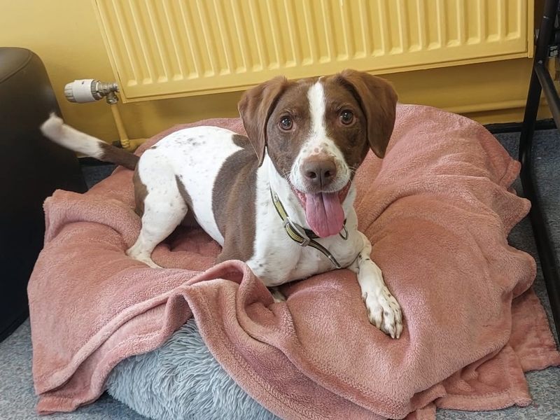 Archie - Image 4 of 5