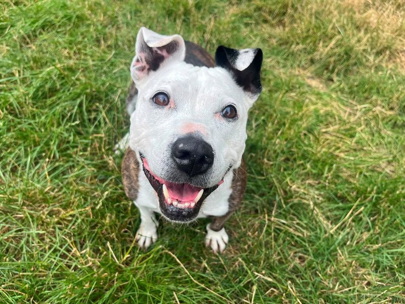 Gracie | Terrier (Staffordshire Bull) Cross | Cardiff - 1