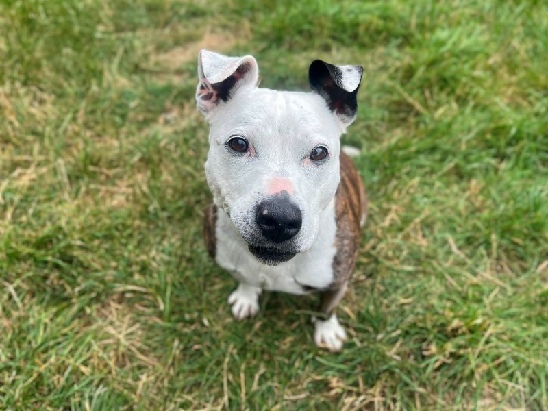 Gracie - Image 2 of 2