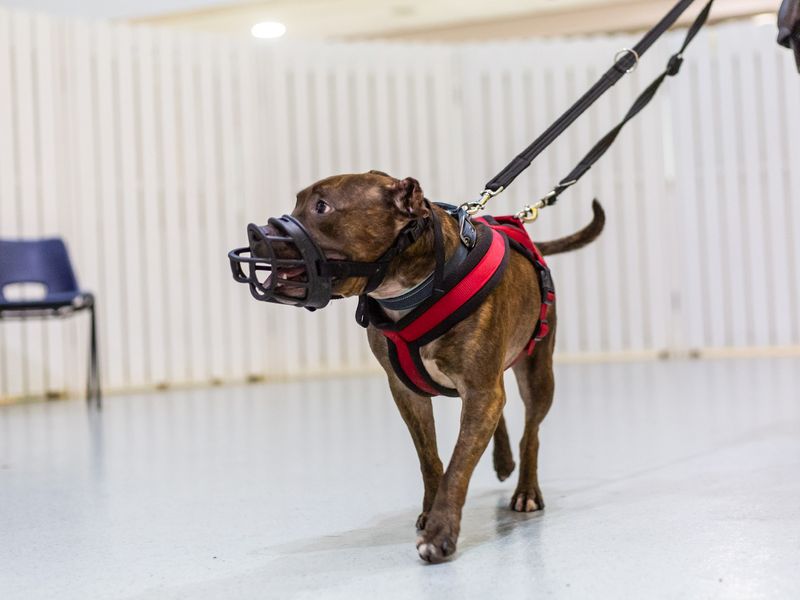Paddy | Terrier (Staffordshire Bull) | Manchester - 1