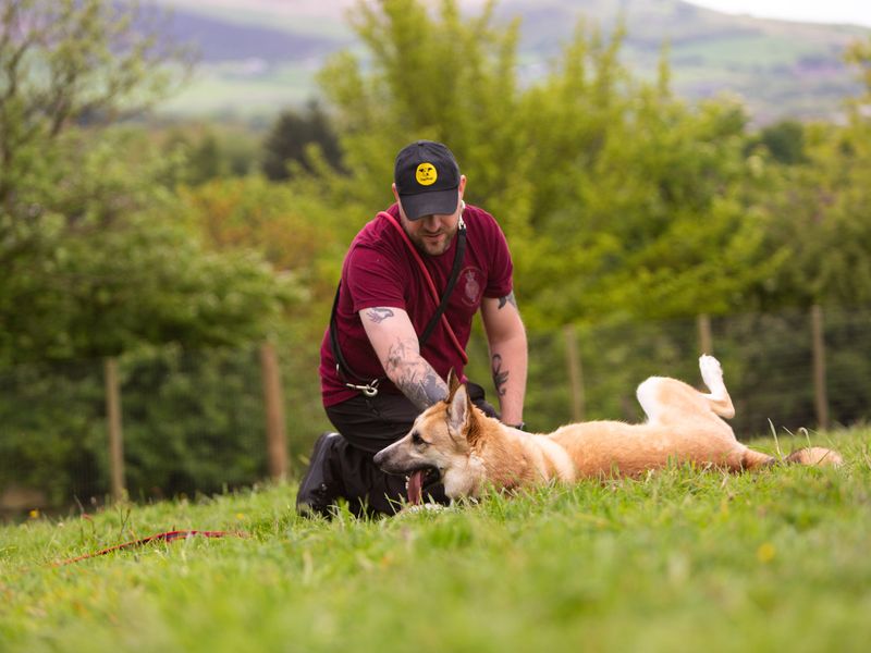 Koda for sale in Manchester - Image 2