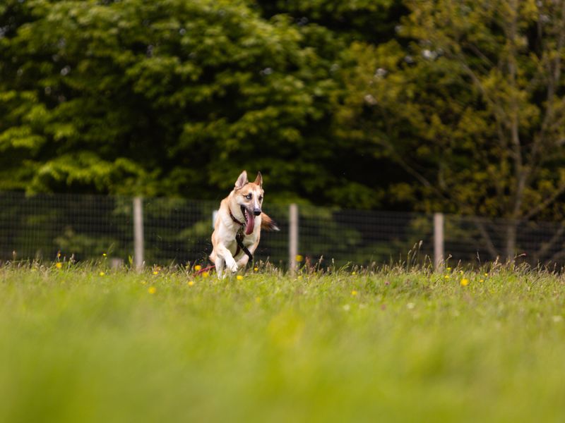German Shepherd puppies for sale in Manchester – 4 years old