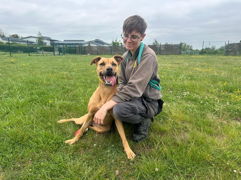 Pepsi | Crossbreed | Evesham (Worcestershire) - 1