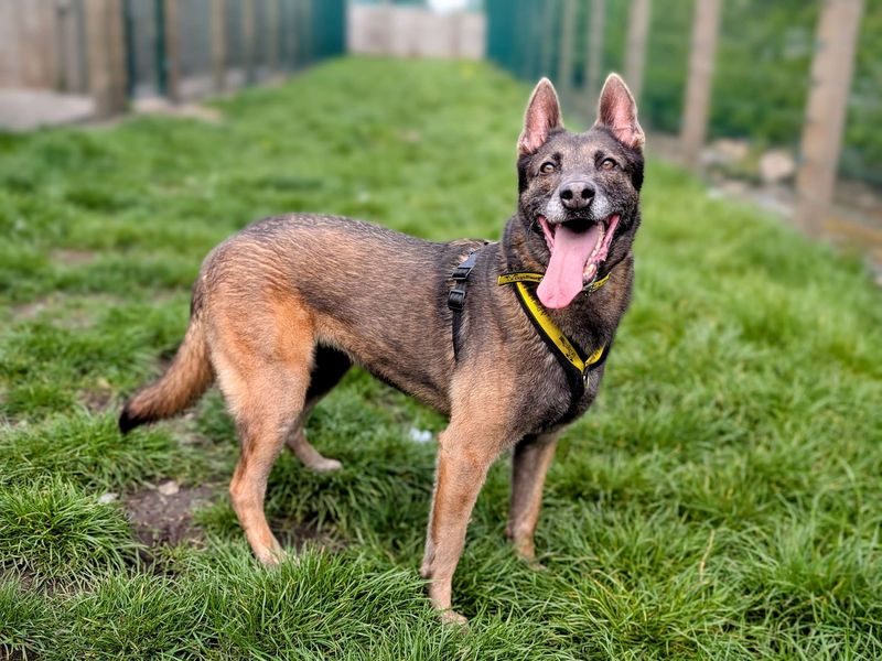 Lillie | Belgian Shepherd Dog (Malinois) | Cardiff - 1