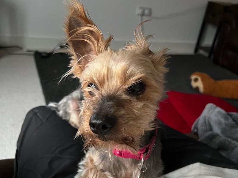 Yorkshire Terrier for adoption in Telford, Shropshire – 12 years old - Image 2 of 2