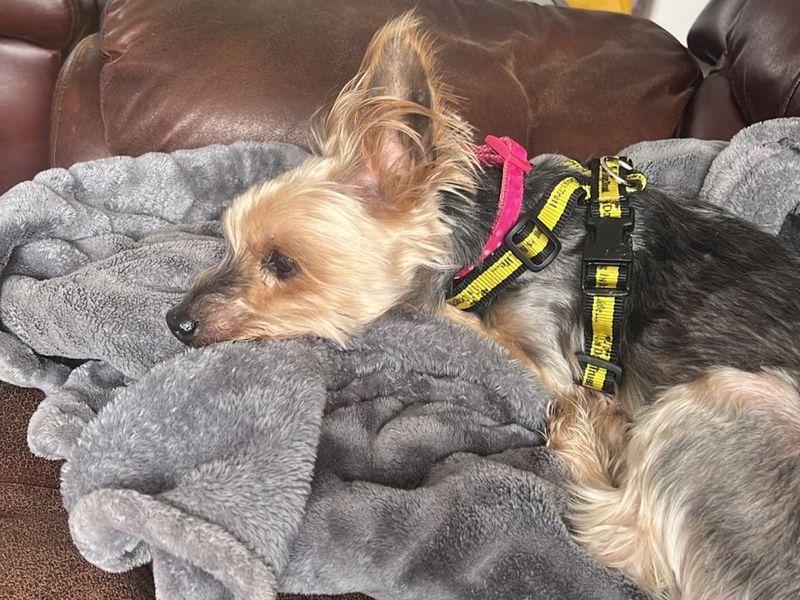 Milo for sale in Telford, Shropshire