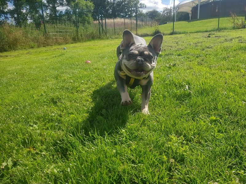 French Bulldog for adoption in West Calder, West Lothian – 6 years old - Image 5 of 6