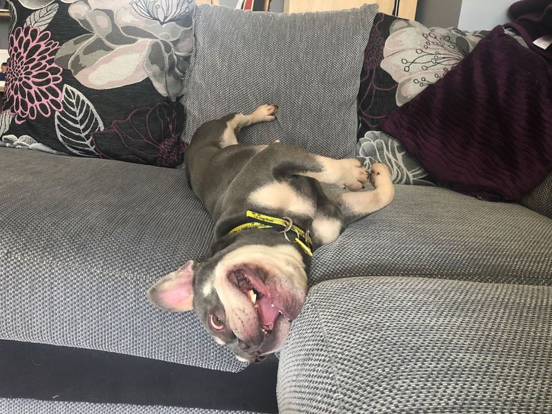 French Bulldog for adoption in West Calder, West Lothian – 6 years old