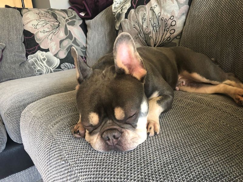 French Bulldog for adoption in West Calder, West Lothian – 6 years old - Image 3 of 6