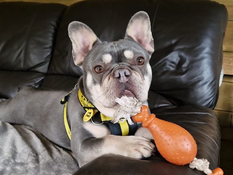 French Bulldog for adoption in West Calder, West Lothian – 6 years old - Image 4 of 6
