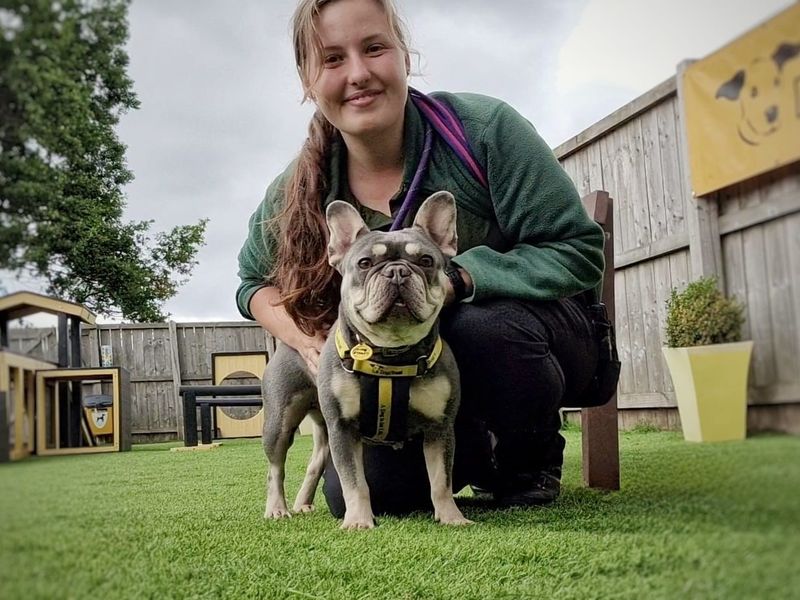 French Bulldog for adoption in West Calder, West Lothian – 6 years old - Image 6 of 6