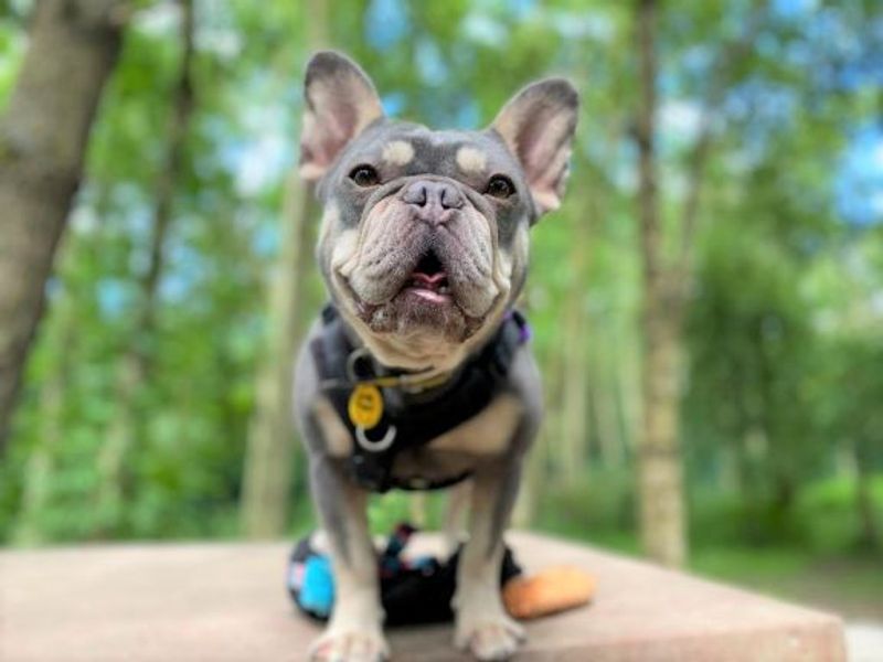 French Bulldog for adoption in West Calder, West Lothian – 6 years old - Image 2 of 6