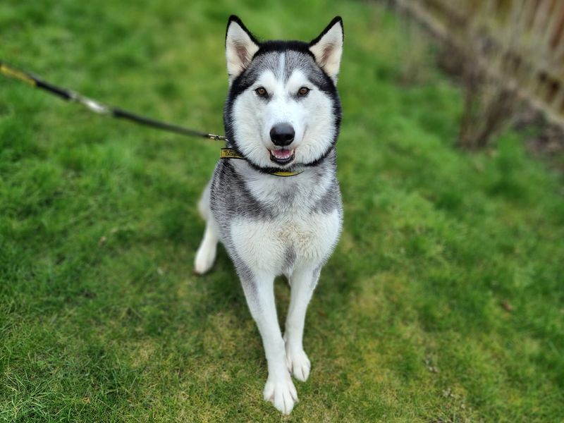 Do Huskies Run Away When They Are Off Leash