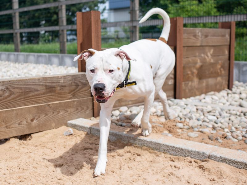 American Bulldog for adoption in Cardiff – 8 years old - Image 4 of 5