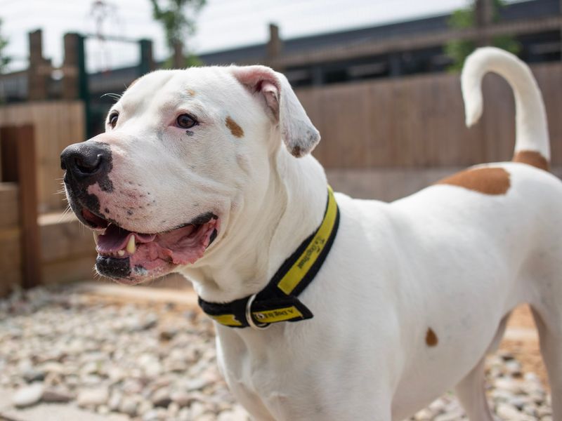 Maximillian | American Bulldog | Cardiff - 1