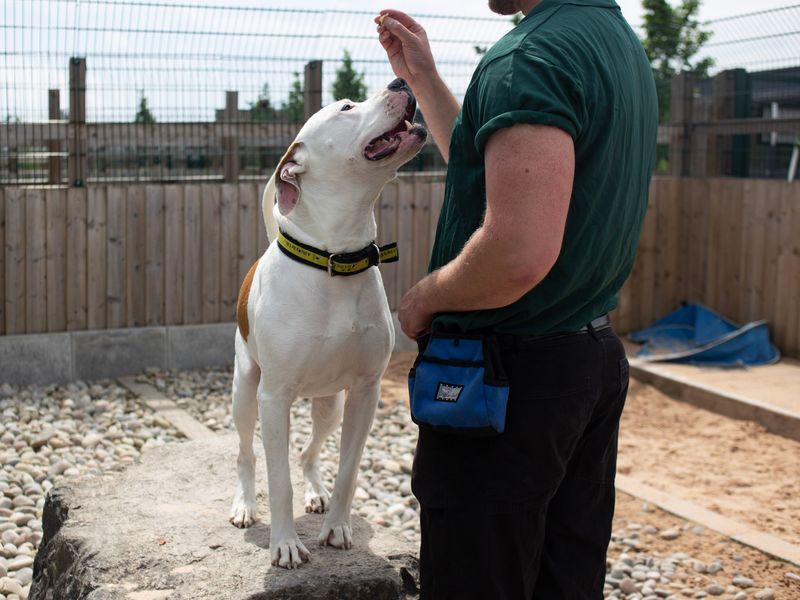 American Bulldog for adoption in Cardiff, Glamorgan – 8 years old