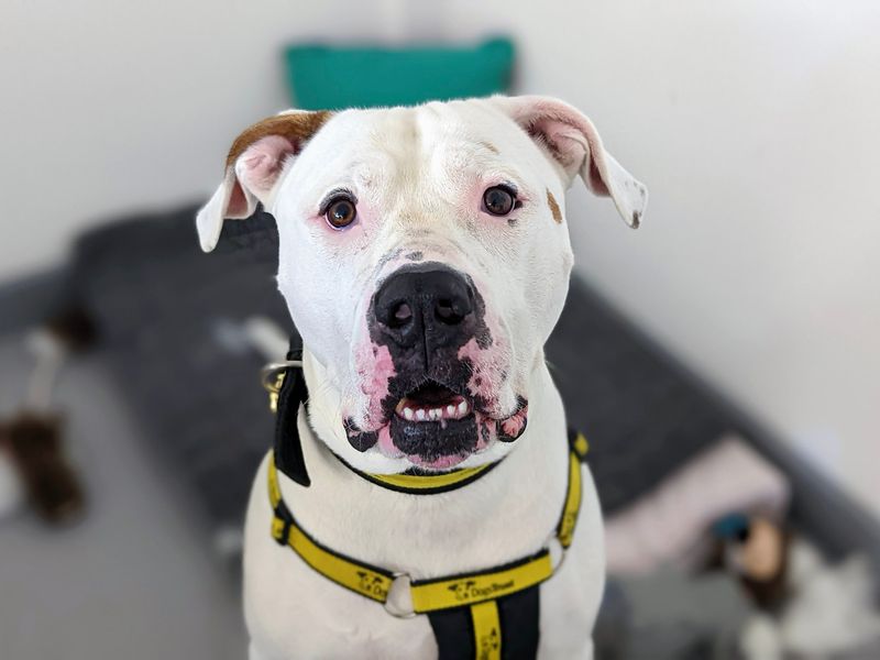 American Bulldog for adoption in Cardiff – 8 years old - Image 5 of 5