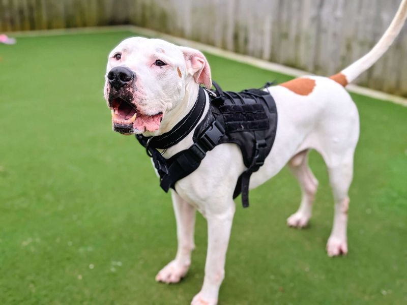 undefined | American Bulldog | undefined - 7