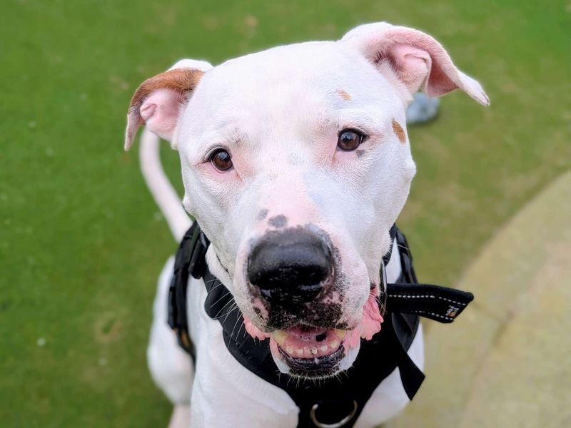 undefined | American Bulldog | undefined - 2
