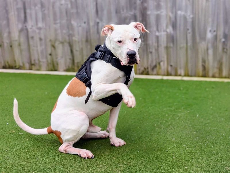 undefined | American Bulldog | undefined - 3